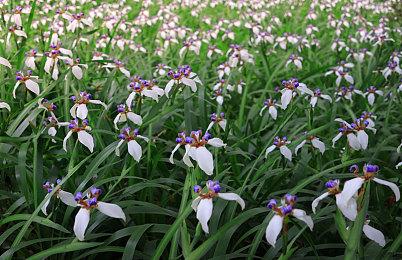 FSR 2.0现已添加到《深岩银河》 即将支持《黑道圣徒：重启版》